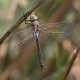 J15B0397 Anax parthenope male